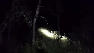 Caza de ciervo axis en Entre Rios de noche