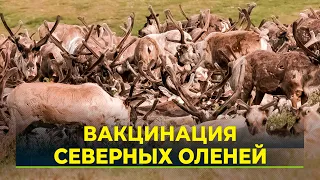 На Ямале вакцинируют северных оленей от сибирской язвы