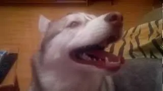 Хаски говорит-Я люблю тебя - Husky says I love you