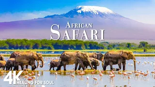 African Safari 4K - Scenic Wildlife Film With African Cinematic Music - Amazing Nature