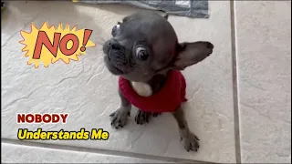 Sassy Tiny Frenchie goes crazy before bedtime. He wants to eat fried chicken, super large. Stitch