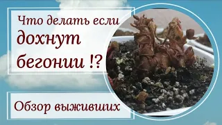 Что делать если погибают бегонии?! Стоит ли реанимация свеч? 🤔 Обзор выживших.