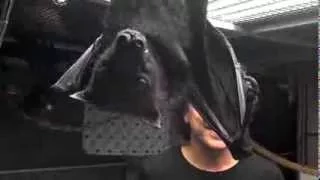 Giant Bats up close