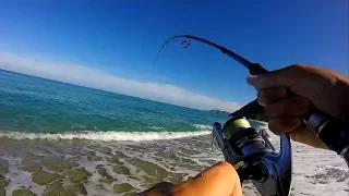 LEERFISH from the Beach on Popper ! (Corsica part 2)