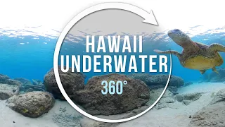 View Hawaii Underwater in 360°