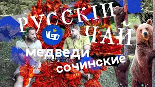 Русский Чай и  Сочинские медведи. Как делают чай в России