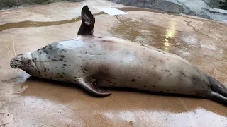 Meet The Harbor Seals