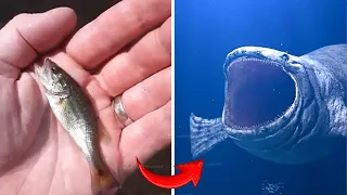 Funny Dogs || Fish Grows Up || I'm A Big Kid Now 2024 #15