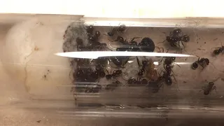 Mes FONDATIONS de Messor Barbarus