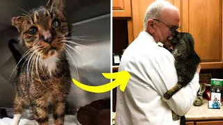 Tierarzt umarmt weinende Katze. Eine Minute später passiert etwas Unerwartetes