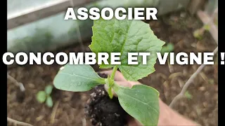 PLANTATION CONCOMBRE SOUS SERRE ET UTILISER LES VIGNES POUR FAIRE DE L'OMBRE. Tuto Permaculture 2022
