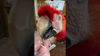 Person is preening their Macaw Parrot!