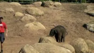 Mali, Melbourne's baby elephant girl playing.