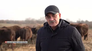 В Дагестане начали разводить буйволов в промышленных масштабах