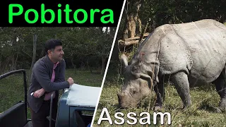 Pobitora Assam wildlife | Highest density of one horn Rhino in the world, Mayong village black magic