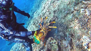 Spearfishing Hawaii with Team USA, 20lb Uku (Jobfish), Ulua House