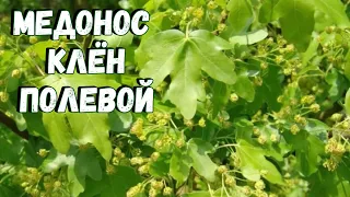 Медонос клён полевой. Описание. Медопродуктивность