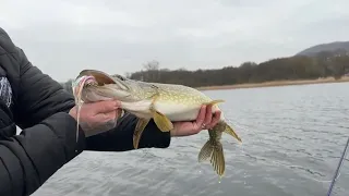 FLY fishing for pike Llangorse lake 04/03/2023