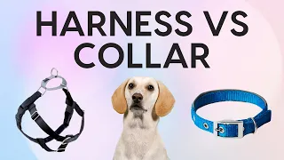 Dog Harness vs Collar: 5 Pros and Cons of Each