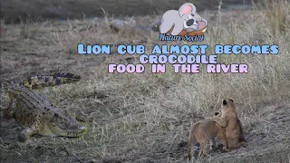 Two lost lion cubs meet a crocodile