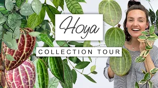 Hoya Collection Tour 💚 Rare Hoya House Plant Tour