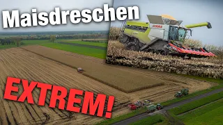 Maisernte 2023 EXTREM! | Schlammschlacht | Maisdreschen mit Claas Lexion 6900, Fendt | Maize in Mud