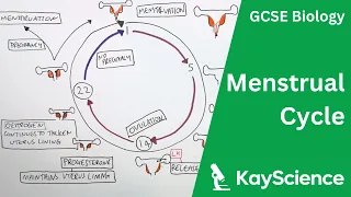 Menstrual Cycle Explained - GCSE Biology | kayscience.com