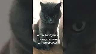 Наказ коту. Если ты не будешь мыться...