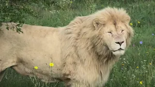 Чук и Чоли в шалаше, Чип и Стерва под шафе, Кай с улыбкой на лице, оказался лишним) Тайган.