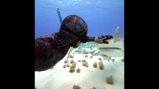 friendship between man and shark | beautiful piece of nature | #tremendousworld