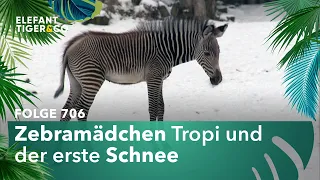 Offen für Neues (Folge 706) | Elefant, Tiger & Co. | MDR