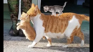 Mother cats protecting their cute kittens | Mom Cat Loves Kittens compilation 2018