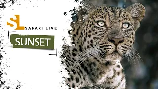 SafariLIVE Sunset Safari - Repeat - 13 May 2024