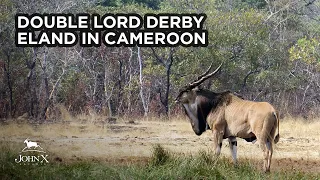 John X Safaris | Double Lord Derby Eland in Cameroon