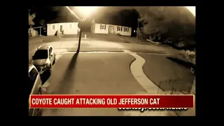 coyotes will snatch your cat