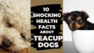 Prepare To be Stunned l 10 Shocking Health Facts About Teacup Dogs You Have To Know!