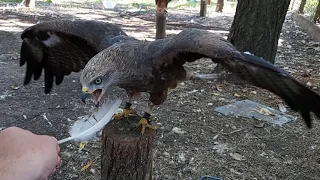 Четверг - рыбный день 🔥🔥🔥 И тусовка моих ХИЩНИКОВ 🤘🤘🤘 Орлы, Ястребы, Соколы 👍👍👍