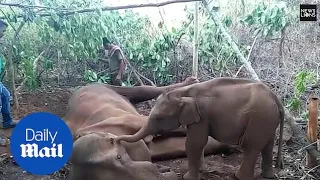 Heartbreaking moment elephant tries to wake up its dead mother