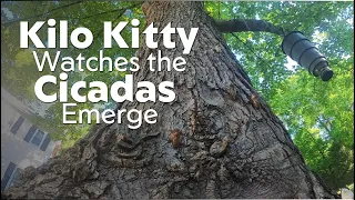 Kilo Kitty POV--Watching the cicadas emerge
