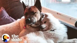 Rescue Dog Completely Changed His Brother's Life | The Dodo