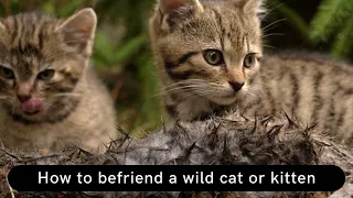 How to befriend a wild cat or kitten Updated 2022