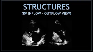 Cardiac STRUCTURES! (RV inflow and outflow view) - Echocardiography!