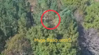 Sasquatch Shaking A Large Tree Tennessee.