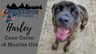 HARLEY - Cane Corso Training | 18 Month Old Cane Corso | Off Leash K9 Training of Maine