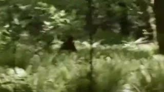 Bigfoot Filmed On Vancouver Island On June 7 , 2014