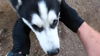 cady hill mountain biking with siberian huskies