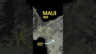 The surprising factor making Maui's wildfires worse #maui #hawaii #wildfire