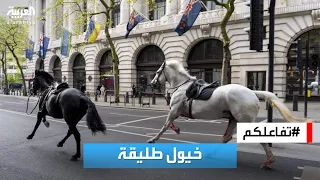 تفاعلكم | خيول طليقة توقع إصابات في لندن 🐎