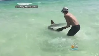 Destin Brothers Save Hammerhead Shark