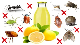 Lemon's Secret Power to Eliminate Pests - ANTS, MOTHS, FLEAS, APHIDS, LEAF BEETLES, TICKS, MOSQUITO